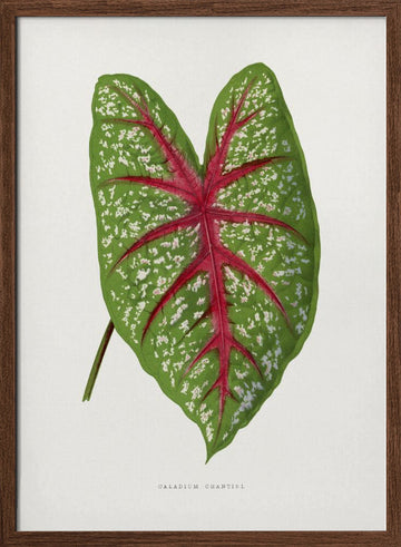 Green Caladium Chantini Leaf Illustration | Poster - Walnut Frame Interior