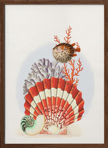 Oceanic Shells and Fish | Poster - Walnut Frame Interior