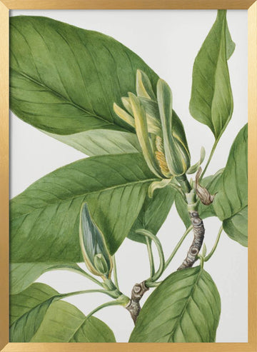 Cucumbertree 1922 | Poster - Gold Frame Interior