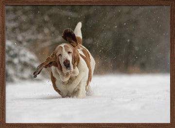 Joyful Basset Hound Snow Run | Poster - Walnut Frame Interior