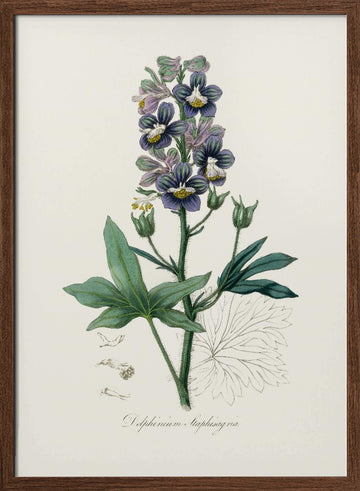 Delphinum Staphisagria Medical Botany | Poster - Walnut Frame Interior