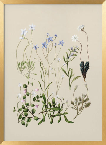 Wahlenbergias Drawn | Poster - Gold Frame Interior