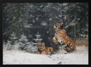 Siberian Winter Tigers | Poster - Black Metal Frame Interior