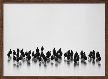 Black Birds On Ice | Poster - Walnut Frame Interior