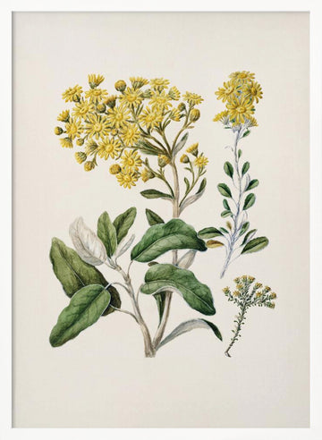 Daisy   Brachyglottis Drawn By Sarah Featon (1848–1927) | Poster - White Frame Interior