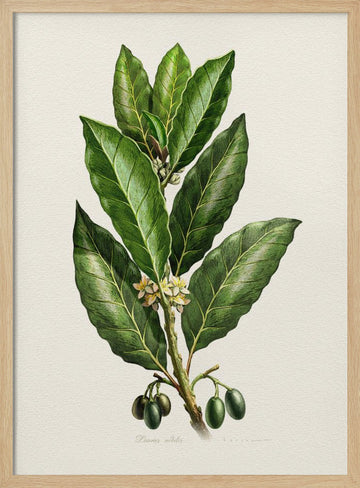 Botanical Leaves and Fruit | Poster - Wood Frame Interior