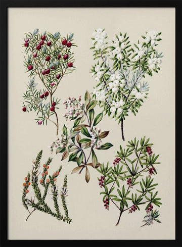 Antique Flowers Drawn By Sarah Featon (1848–1927) | Poster - Black Metal Frame Interior