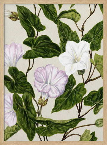 Bindweed Pohu By Sarah Featon (1848–1927) | Poster - Wood Frame Interior