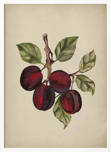 Ripe Plum Branch | Poster - White Frame Interior