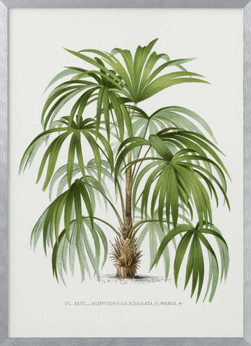 Xxiv Acanthorhiza Aculeata | Poster - Silver Frame Interior