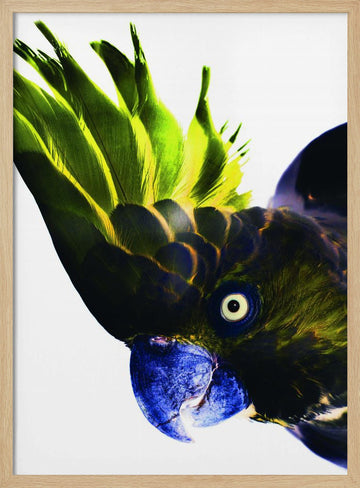 Vivid Bird Glance | Poster - Wood Frame Interior