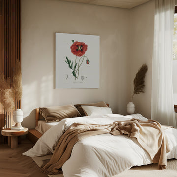 Common Poppy (papaver Rhoeas) Medical Botany | Canvas - Room Interior 2