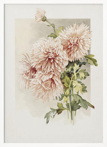 Chrysanthemums | Poster - White Frame Interior