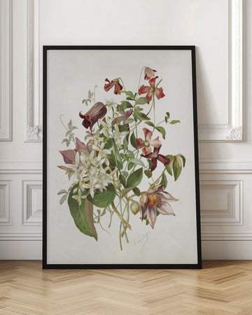 Clematis | Poster - Room Interior 1