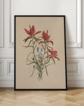 Indian Paintbrush (1883) | Poster - Room Interior 1