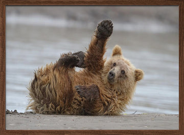 Playful Grizzly Cub | Poster - Walnut Frame Interior