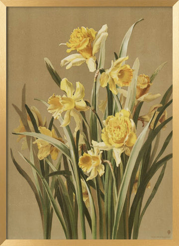 Daffodils | Poster - Gold Frame Interior