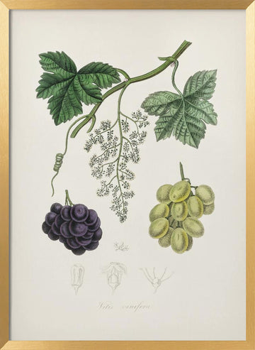 Common Grape Vine (vitis Vinifera) Medical Botany | Poster - Gold Frame Interior