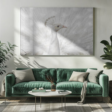 White Peacock Display | Poster - Room Interior 1