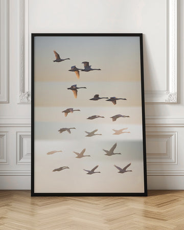 Swans in Golden Light | Poster - Room Interior 1