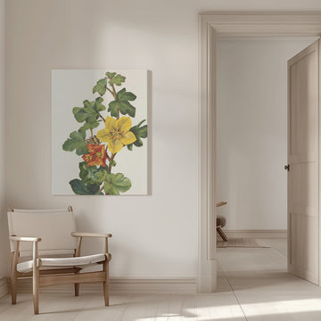 Mexican Fremontia From North American Wildflowers (1925) By Mary Vaux Walcott | Canvas - Room Interior 1