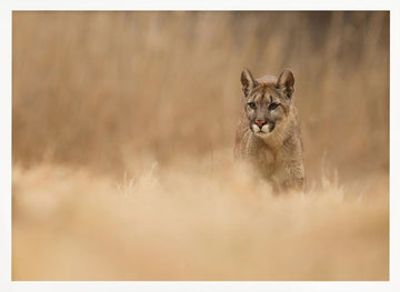 Cougar in Golden Grass | Poster - White Frame Interior