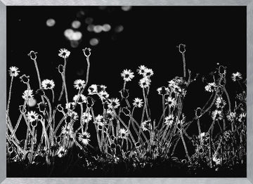 Night Flower Glow | Poster - Silver Frame Interior