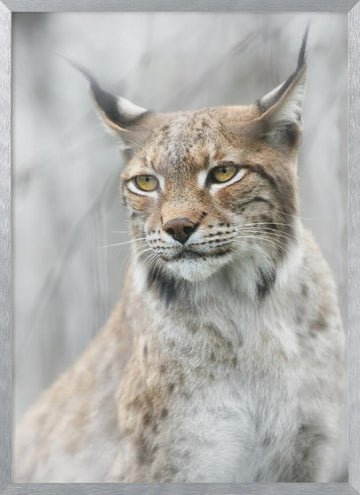 Intense Lynx Portrait | Poster - Silver Frame Interior