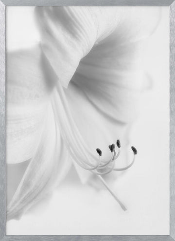 Elegant White Bloom | Poster - Silver Frame Interior