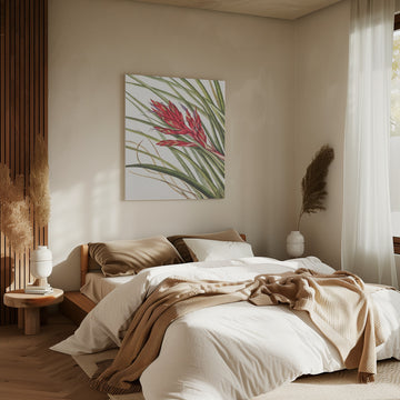 Quill Leaf Tillandsia From North American Wildflowers (1925) By Mary Vaux Walcott | Canvas - Room Interior 2