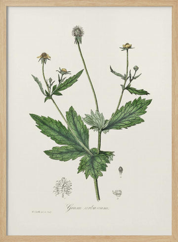 Wood Avens (geum Urbanum)  Medical Botany | Poster - Wood Frame Interior