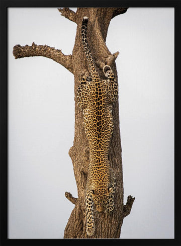 Leopard Descending Tree | Poster - Black Metal Frame Interior