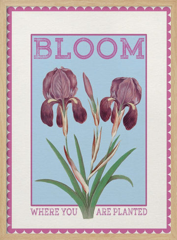Purple Irises Bloom Quote | Poster - Wood Frame Interior