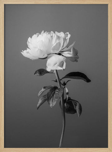 Monochrome Peony Flower | Poster - Wood Frame Interior
