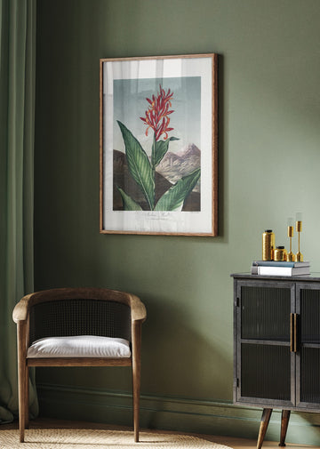 Indian Reed from The Temple of Flora (1807) | Poster - Room Interior 2