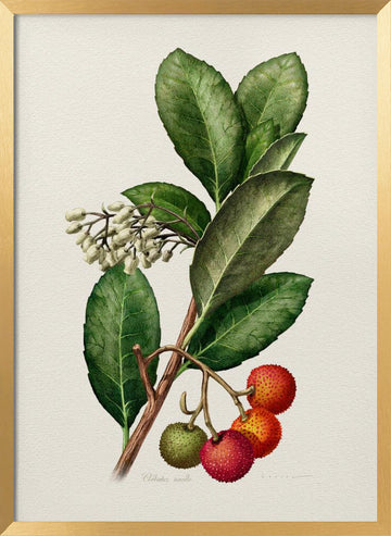 Vintage Strawberry Tree | Poster - Gold Frame Interior