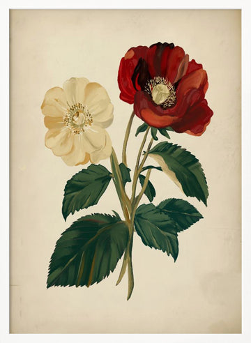 Elegant Red Yellow Flowers | Poster - White Frame Interior