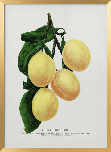 Coe's Golden Drop Plum Lithograph | Poster - Gold Frame Interior