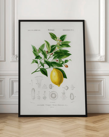 Lemon (citrus Limonium) | Poster - Room Interior 1
