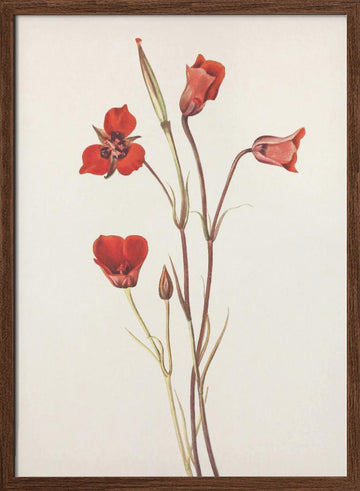 Scarlet Mariposa From North American Wildflowers (1925) By Mary Vaux Walcott | Poster - Walnut Frame Interior