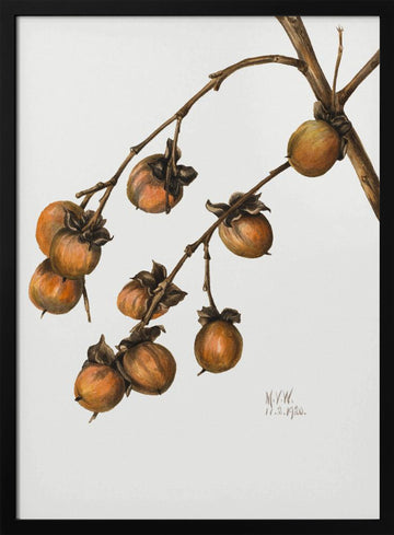 Persimmon (1920) | Poster - Black Metal Frame Interior