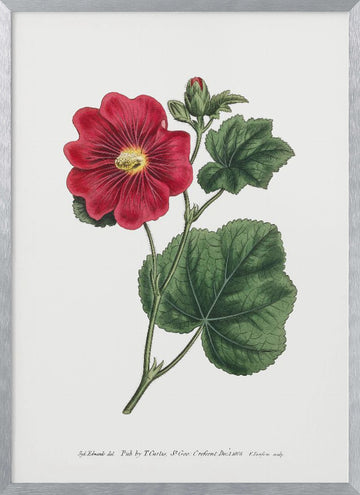 Alcea Rosea 1815   Flower Garden Displayed By Francis Sansom | Poster - Silver Frame Interior
