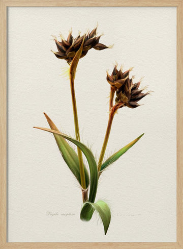 Detailed Botanical Study | Poster - Wood Frame Interior