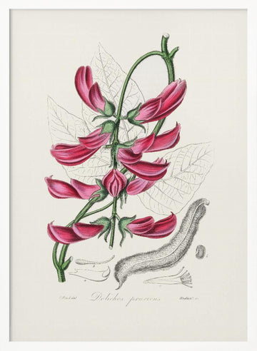 Mucuna Pruriens (dolichos Pruriens) Medical Botany | Poster - White Frame Interior