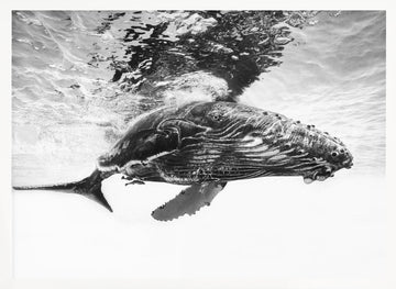 Majestic Humpback Whale | Poster - White Frame Interior