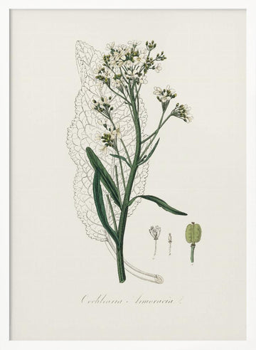 Horseradish (cochlearia Armoracia)  Medical Botany | Poster - White Frame Interior