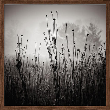 Misty Field Stems | Poster - Walnut Frame Interior