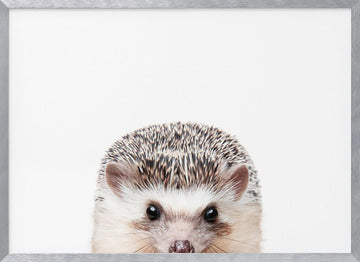 Peeking Hedgehog | Poster - Silver Frame Interior