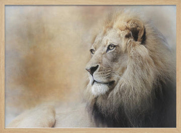 Majestic Lion Gaze | Poster - Wood Frame Interior