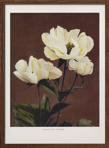 Hærdaceous Peony | Poster - Walnut Frame Interior